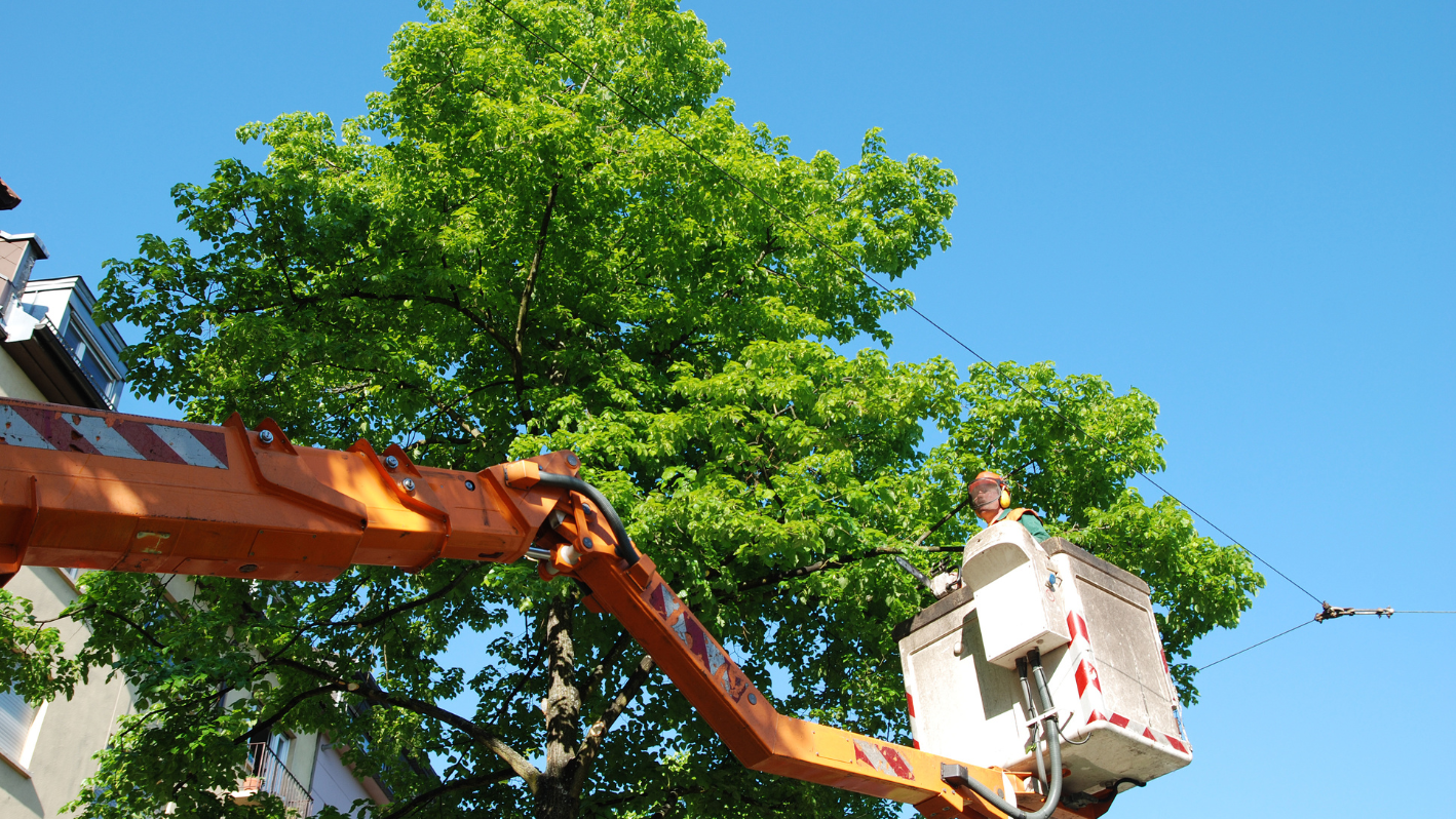 A man on a cherry picker working on a tree